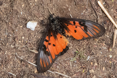Acraea egina areca