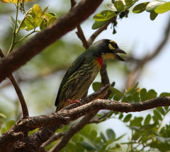 Psilopogon haemacephalus