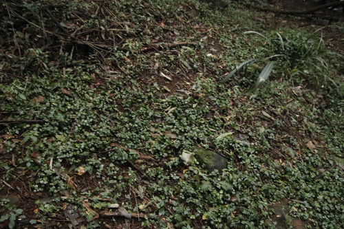 Crassula inandensis