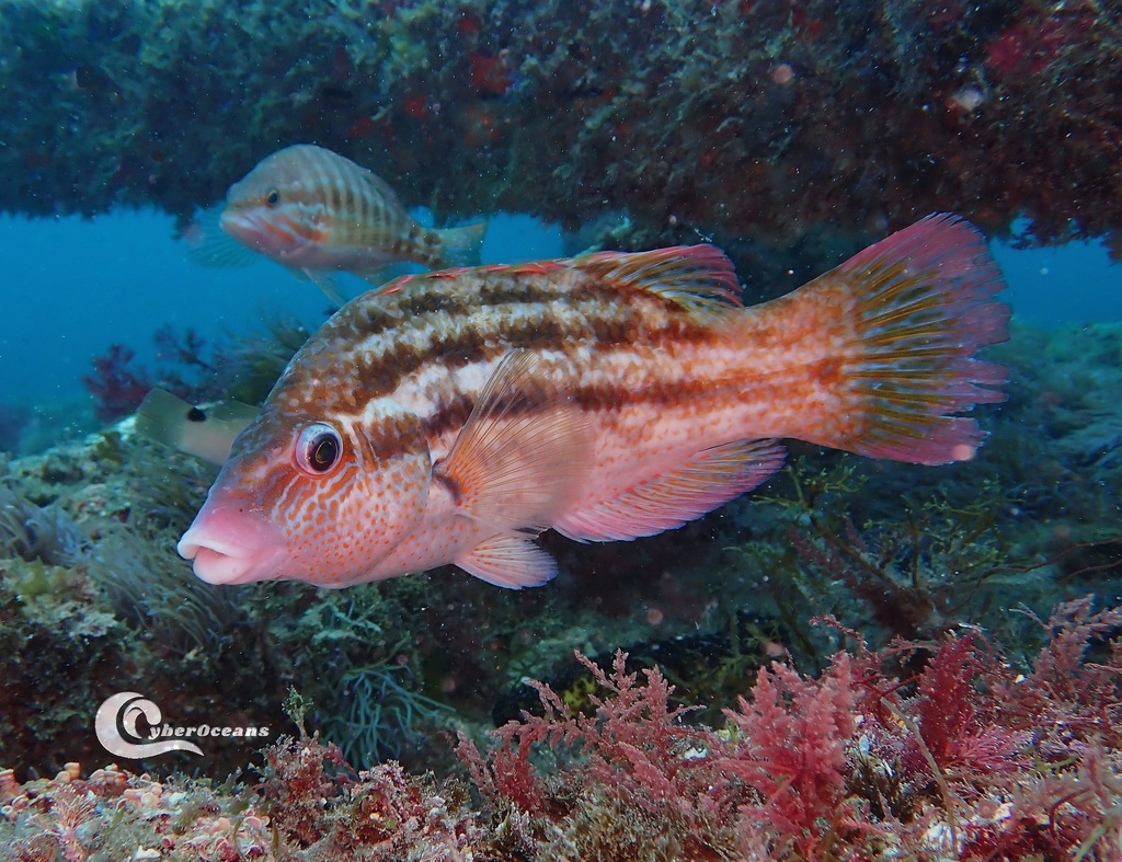 Baillon's Wrasse