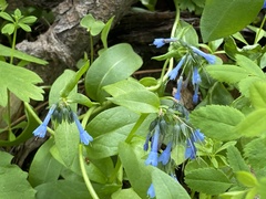 Mertensia longiflora