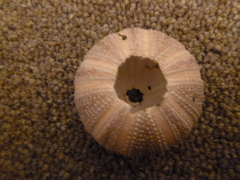 Amblypneustes elevatus