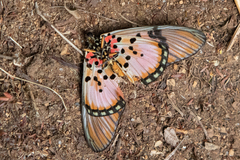Acraea egina areca