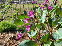 Cycladenia humilis