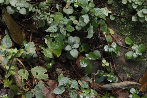 Crassula inandensis
