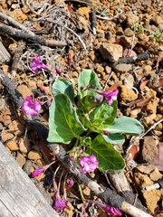 Cycladenia