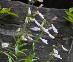 Penstemon hirsutus