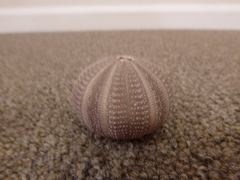 Amblypneustes elevatus