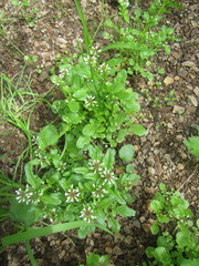 Cardamine scutata