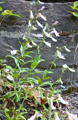 Penstemon hirsutus