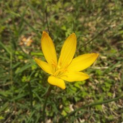 Zephyranthes citrina