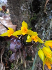 Lycaste aromatica