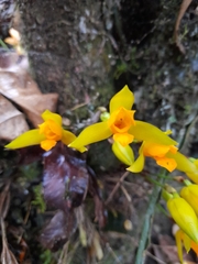 Lycaste aromatica