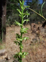 Piperia
