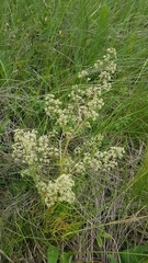 Trinia multicaulis
