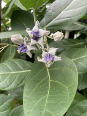 Calotropis gigantea