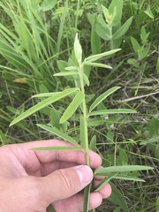 Desmodium sessilifolium