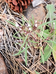 Collomia tinctoria