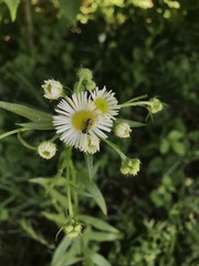 Erigeron