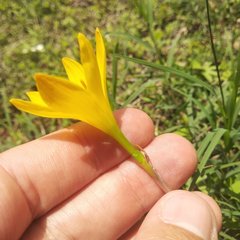Zephyranthes citrina