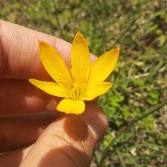 Zephyranthes citrina