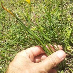Zephyranthes citrina