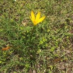 Zephyranthes citrina