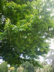 Pterocarya