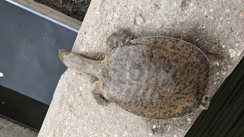 Midland Smooth Softshell Turtle in May 2022 by Dexter R Mardis ...