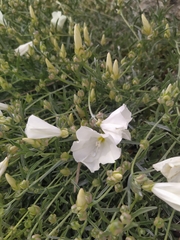 Convolvulus holosericeus