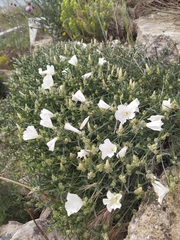 Convolvulus holosericeus