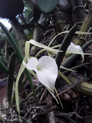 Brassavola