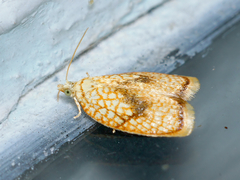 Acleris forsskaleana