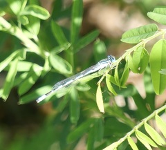 Enallagma durum