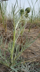 Cirsium pitcheri