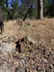Piperia