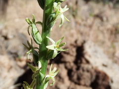 Piperia