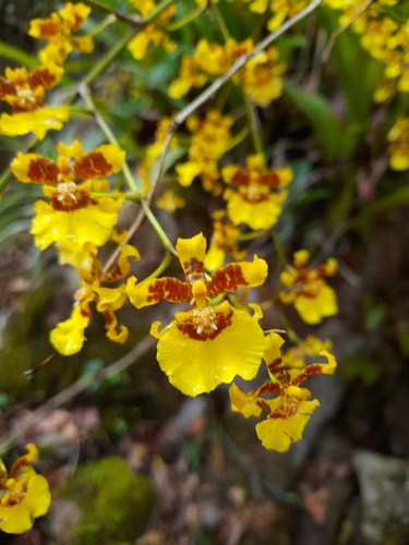Kandyan Dancer Orchid