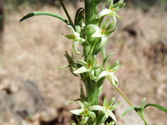 Piperia