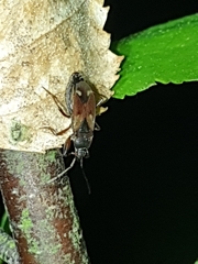 Eremocoris abietis