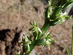 Piperia