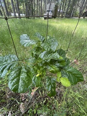 Toxicodendron diversilobum