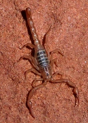 Serradigitus wupatkiensis
