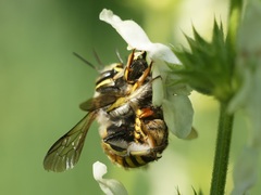 Anthidium manicatum