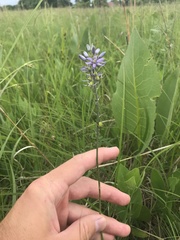 Camassia angusta