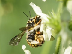Anthidium manicatum