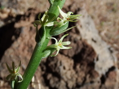 Piperia
