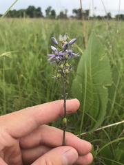 Camassia angusta
