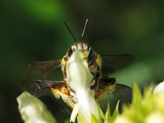 Anthidium manicatum