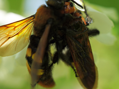 Megascolia maculata maculata